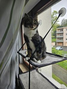 Hauskatzen - Ink & Krillin suchen eine neue Heimat