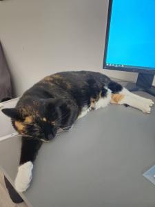 Hauskatzen - Ink & Krillin suchen eine neue Heimat
