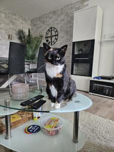 Hauskatzen - Ink & Krillin suchen eine neue Heimat
