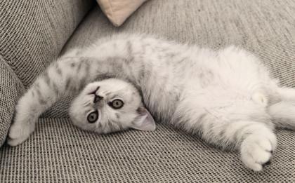 Liebevolles Zuhause für unseren bezaubernden BKH Kater gesucht!