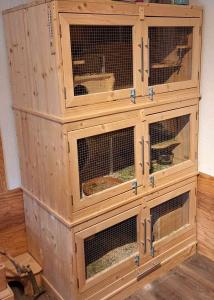 Chinchilla 3-er Gruppe