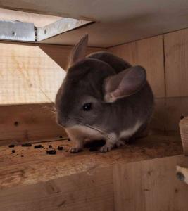 Chinchilla 3-er Gruppe