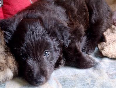 französische Hütehunde Berger des Pyrenees  