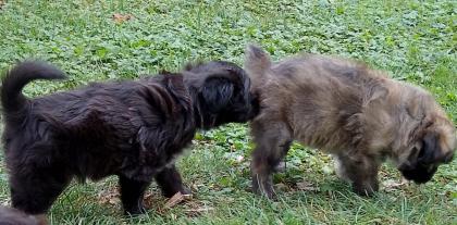 französische Hütehunde Berger des Pyrenees  