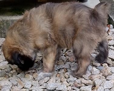 französische Hütehunde Berger des Pyrenees  