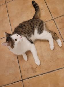 Hauskater sucht ein neues Zuhause