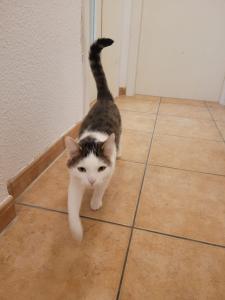 Hauskater sucht ein neues Zuhause