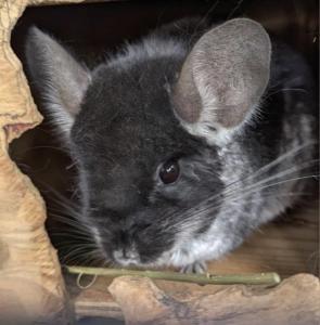 Chinchilla Pärchen