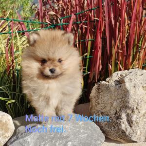 Pomeranian Zwergspitz  Welpen  100 % REINRASSIG Deutsche Hobbyzucht seid 2008