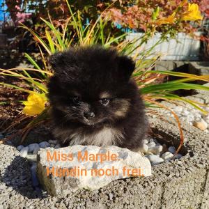Pomeranian Zwergspitz  Welpen  100 % REINRASSIG Deutsche Hobbyzucht seid 2008