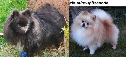 Pomeranian Zwergspitz  Welpen  100 % REINRASSIG Deutsche Hobbyzucht seid 2008