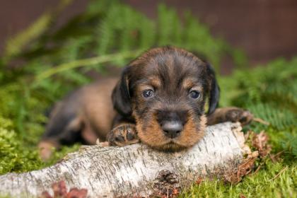 Rauhaardackel Welpen