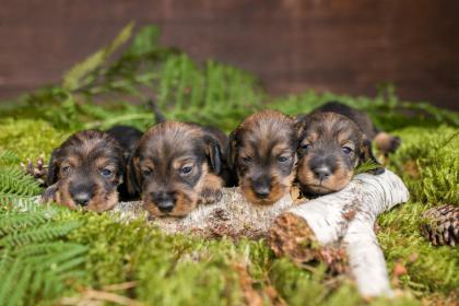 Rauhaardackel Welpen