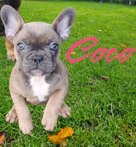 Französische Bulldoggen mit Ahnentafel von Tierheilpraktikerin