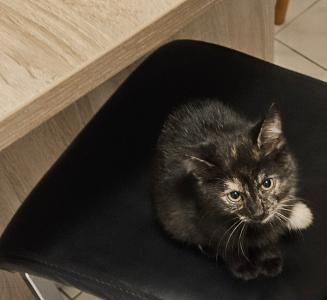 Kater und Kitten suchen neues Zuhause
