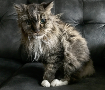 Kuschelige Senioren-Katze sucht liebevolles Zuhause