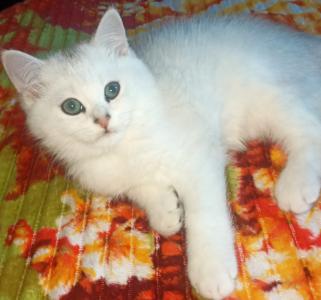 3 BKH Kittens suchen ein neues Zuhause