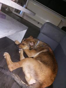 Verkaufen 4 Monaten alten Hund