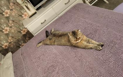 Schottisch Fold Katze