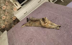 Schottisch Fold Katze