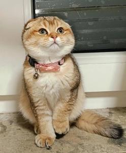 BKH SF Mix golden Katze (weiblich)