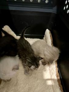 BKH / Siam Mix Kitten