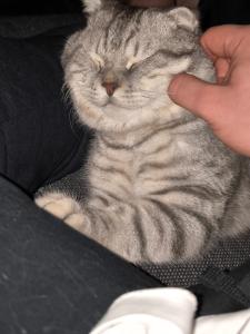 1 Jahr alter Scottish Fold Kater sucht Zuhause. !