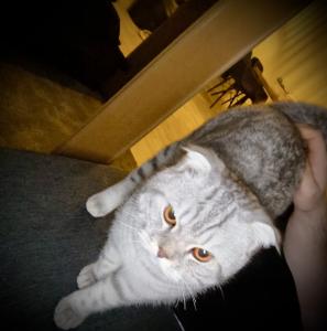 1 Jahr alter Scottish Fold Kater sucht Zuhause. !