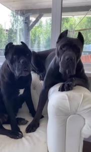 Cane Corso Welpen