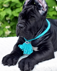 Cane Corso Welpen