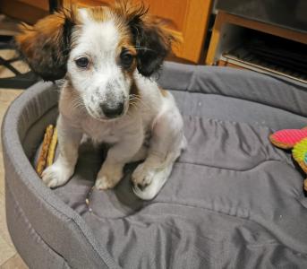 Dackel Jack Russel Mix