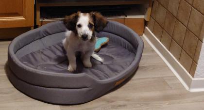 Dackel Jack Russel Mix