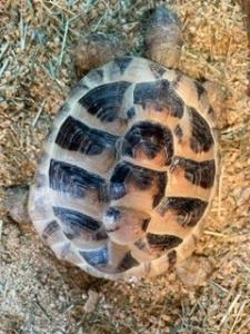 2x Grieschiche Landschildkröten