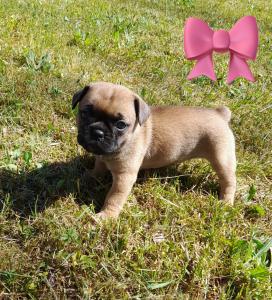Französische Bulldogge-Mix Welpen suchen ein liebevolles Zuhause
