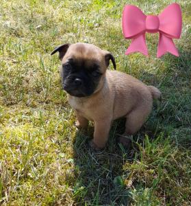 Französische Bulldogge-Mix Welpen suchen ein liebevolles Zuhause