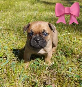 Französische Bulldogge-Mix Welpen suchen ein liebevolles Zuhause