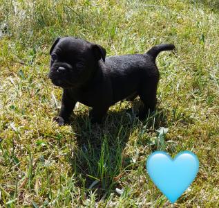 Französische Bulldogge-Mix Welpen suchen ein liebevolles Zuhause