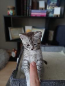 🐾 Wunderschöne Maine Coon x BKH Kitten abzugeben – ab 14. Mai bereit für ein liebevolles Zuhause! 🐾