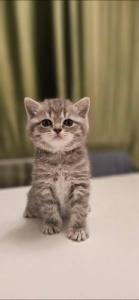 Britisch Kurzhaar Kitten Abgabebereit ab Juni