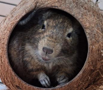 Degu