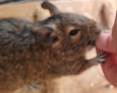 Degu