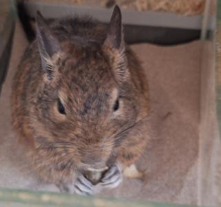 Degu