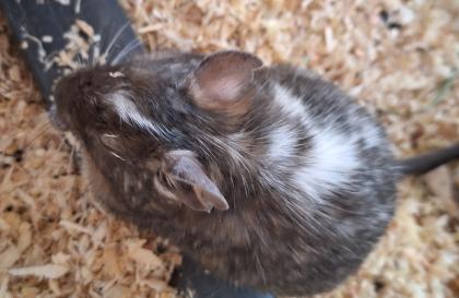 Degu