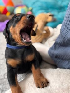 Deutsche Pinscher Welpen
