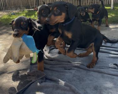 Deutsche Pinscher Welpen