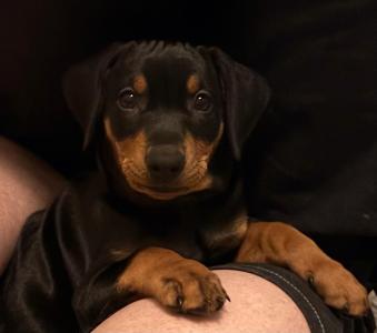 Deutsche Pinscher Welpen