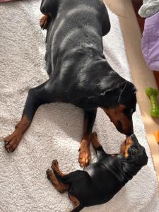 Deutsche Pinscher Welpen