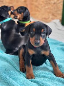 Deutsche Pinscher Welpen