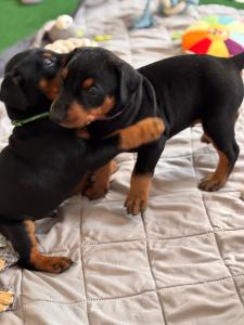 Deutsche Pinscher Welpen