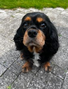 Kleine Hündin sucht neue Familie